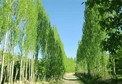 توزیع رایگان 50 هزار نهال صنوبر برای اجرای زراعت چوب در خراسان شمالی,